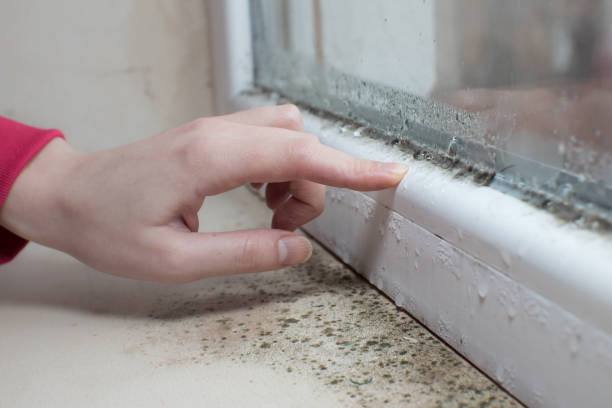  Seven Oaks, SC Mold Removal Pros
